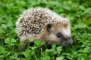 动物爆料可爱刺猬视频  第1张